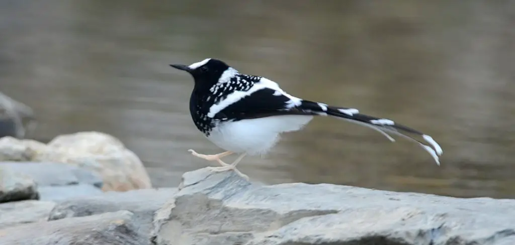 Forktail Spiritual Meaning, Symbolism and Totem