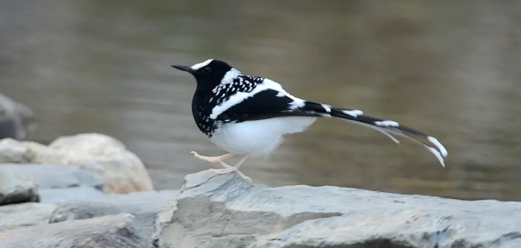 Forktail Spiritual Meaning, Symbolism and Totem