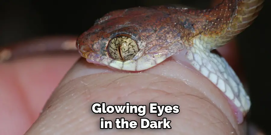 Glowing Eyes in the Dark