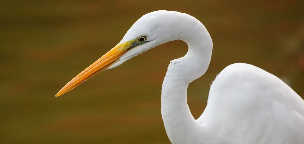 Great Egret Spiritual Meaning, Symbolism and Totem