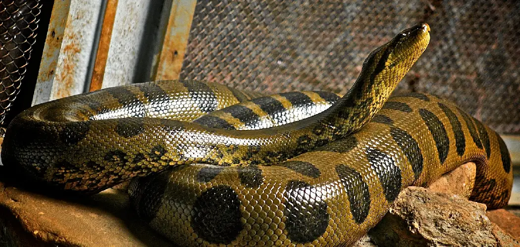 Green Anaconda Spiritual Meaning, Symbolism and Totem