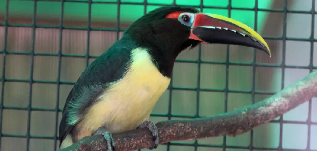 Green Aracari Spiritual Meaning, Symbolism and Totem