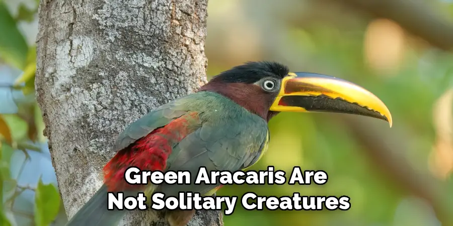 Green Aracaris Are
Not Solitary Creatures
