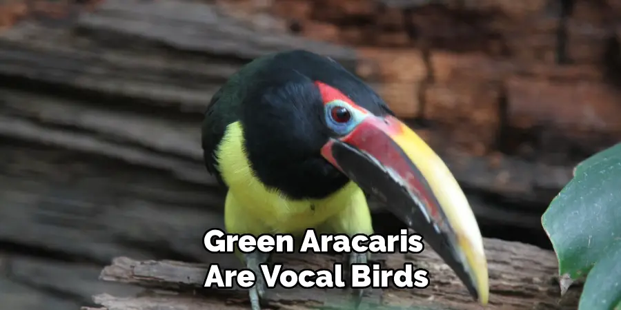 Green Aracaris
Are Vocal Birds