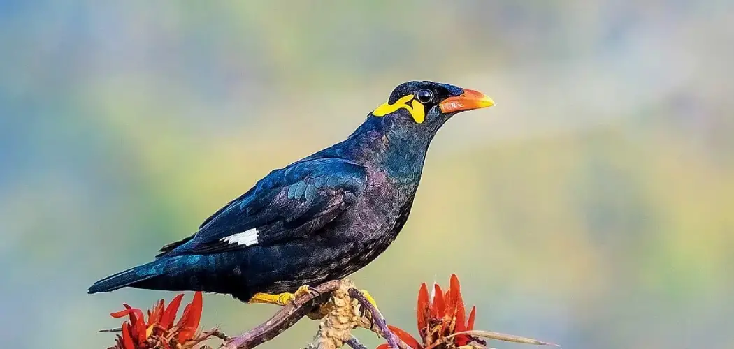 Hill Myna Spiritual Meaning, Symbolism and Totem