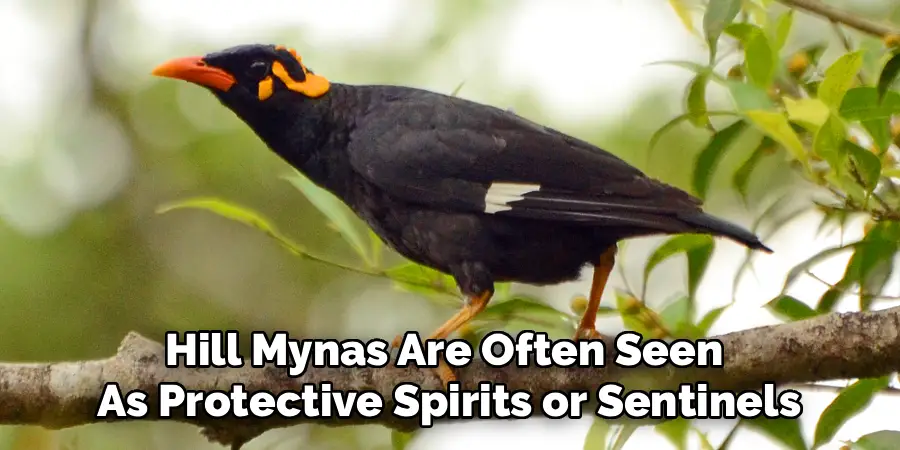 Hill Mynas Are Often Seen
As Protective Spirits or Sentinels