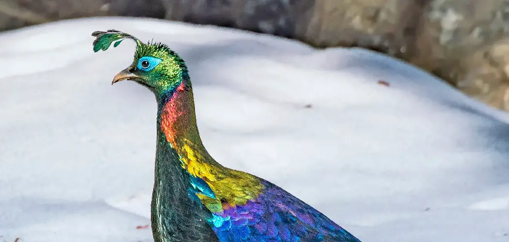 Himalayan Monal Spiritual Meaning, Symbolism and Totem