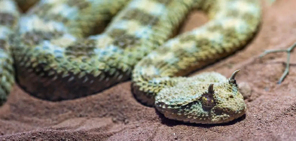 Horned Viper Spiritual Meaning