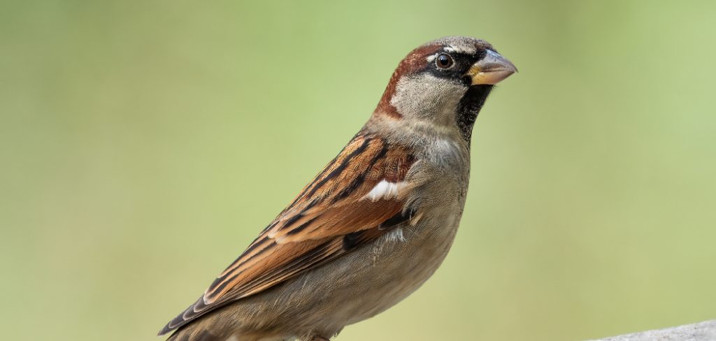 House Sparrow Spiritual Meaning, Symbolism and Totem