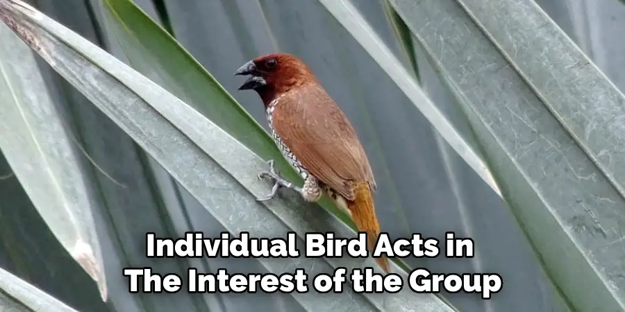 Individual Bird Acts in 
The Interest of the Group