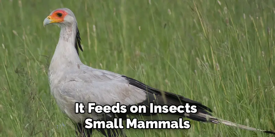 It Feeds on Insects 
Small Mammals