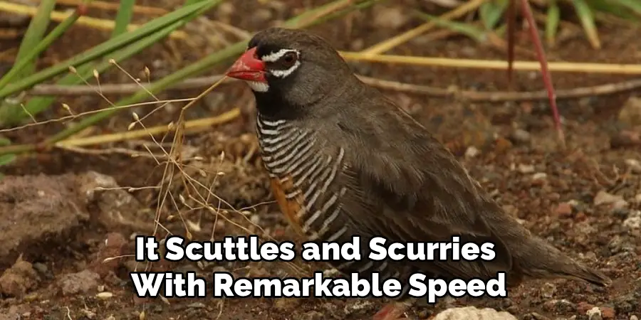 It Scuttles and Scurries 
With Remarkable Speed