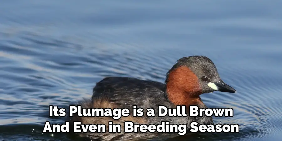 Its Plumage is a Dull Brown
And Even in Breeding Season