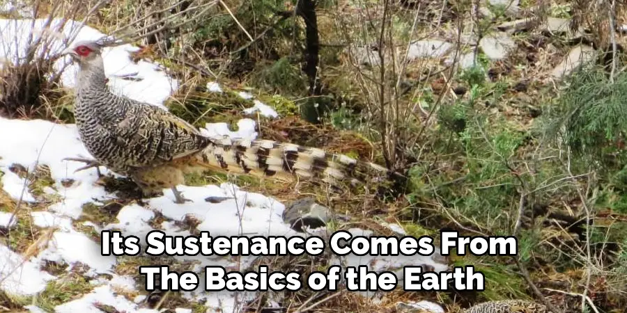 Its Sustenance Comes From
The Basics of the Earth