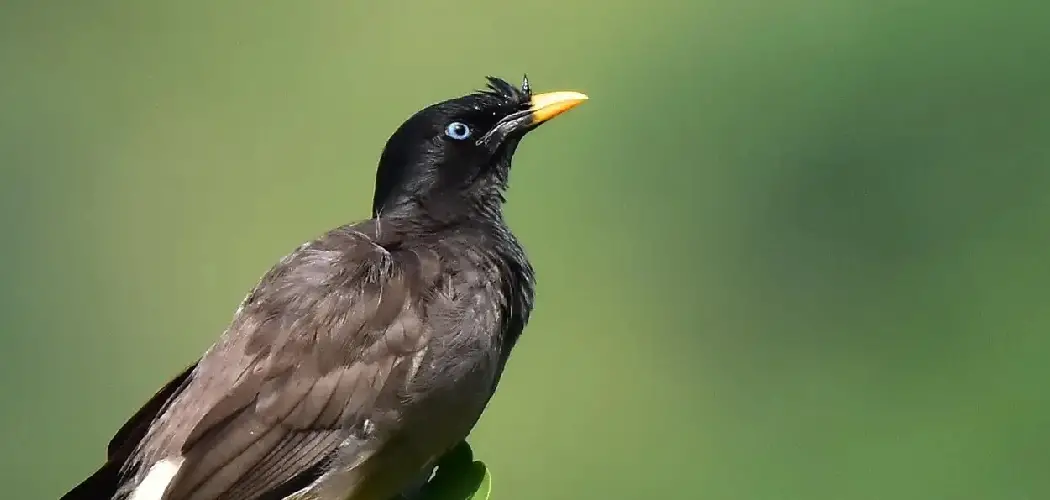 Jungle Myna Spiritual Meaning, Symbolism and Totem