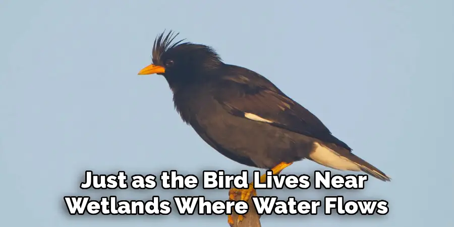 Just as the Bird Lives Near
Wetlands Where Water Flows