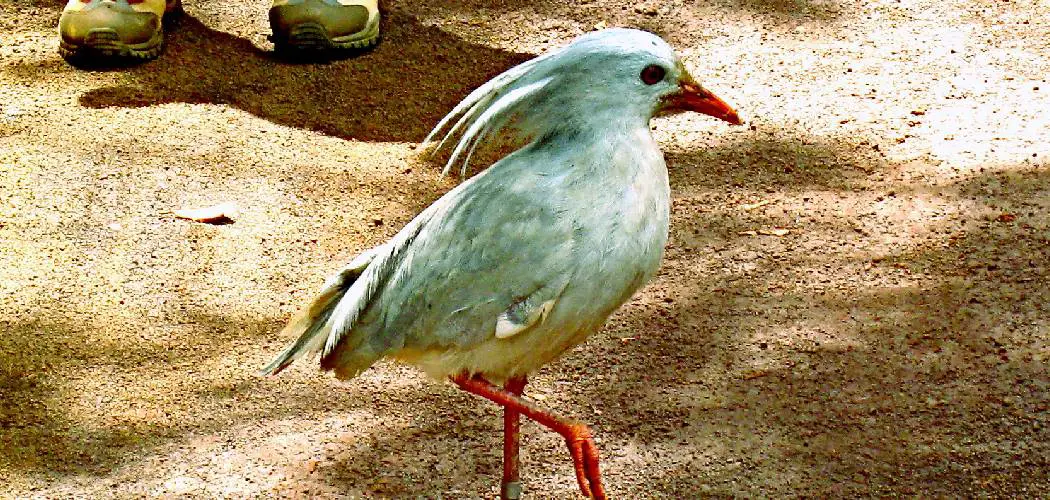 Kagu Spiritual Meaning, Symbolism and Totem