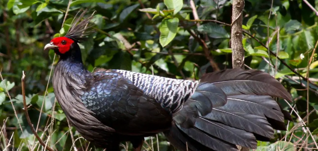Kalij Pheasant Spiritual Meaning, Symbolism and Totem
