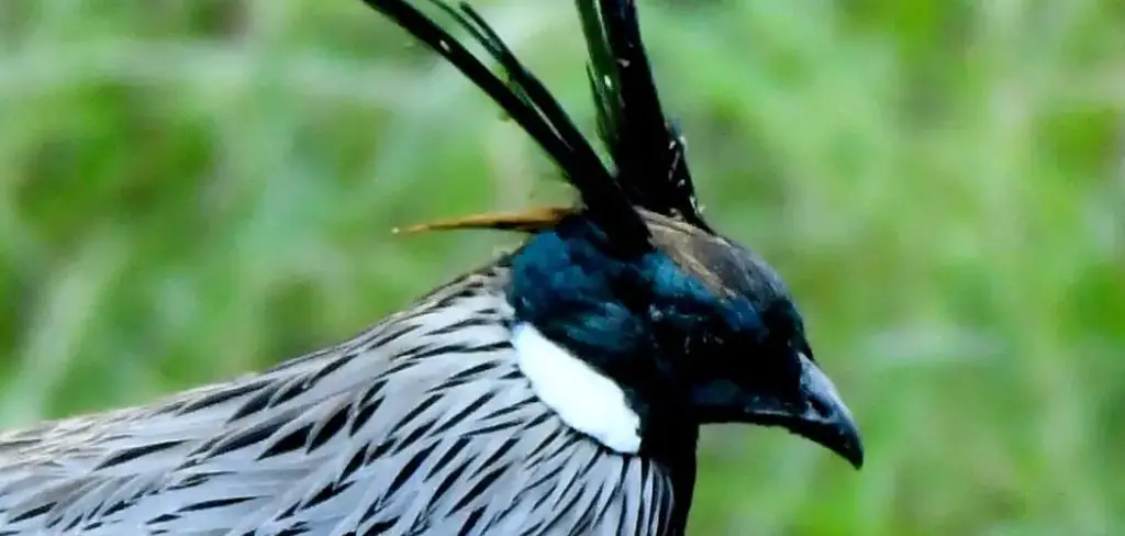 Koklass Pheasant Spiritual Meaning, Symbolism and Totem