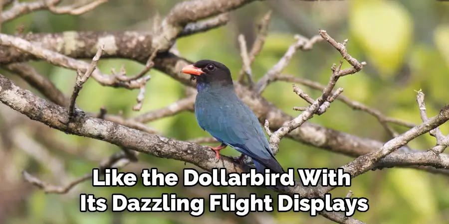 Like the Dollarbird With 
Its Dazzling Flight Displays