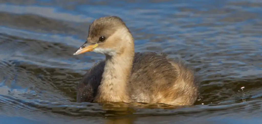 Little Grebe Spiritual Meaning, Symbolism and Totem