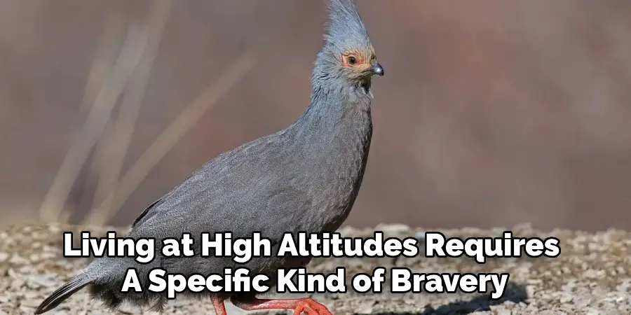 Living at High Altitudes Requires
A Specific Kind of Bravery