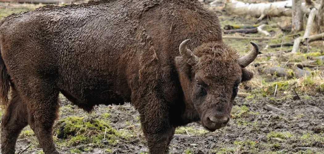 Lowland Bison Spiritual Meaning, Symbolism and Totem