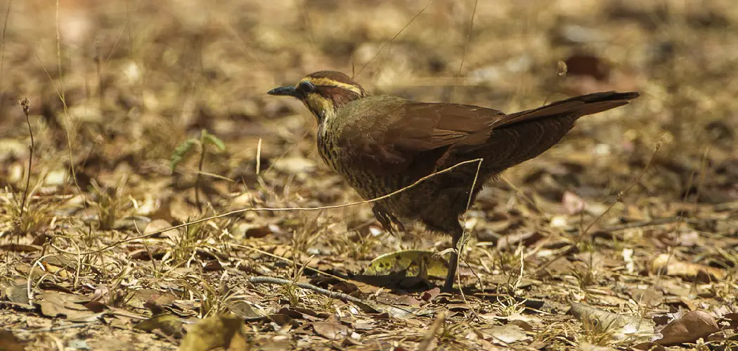 Mesite Spiritual Meaning, Symbolism and Totem