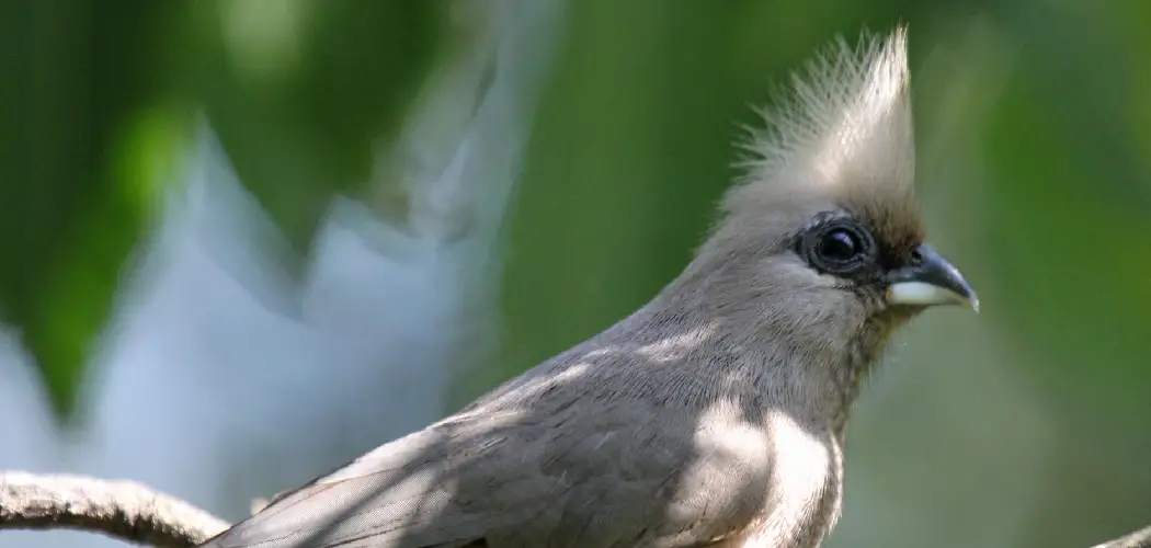 Mousebird Spiritual Meaning, Symbolism and Totem