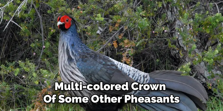 Multi-colored Crown
Of Some Other Pheasants
