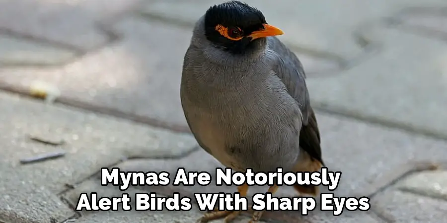 Mynas Are Notoriously
Alert Birds With Sharp Eyes