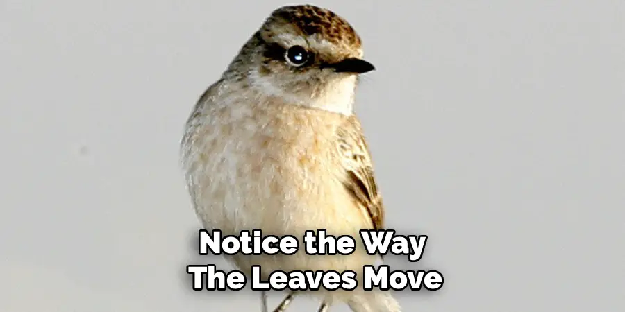 Notice the Way
The Leaves Move