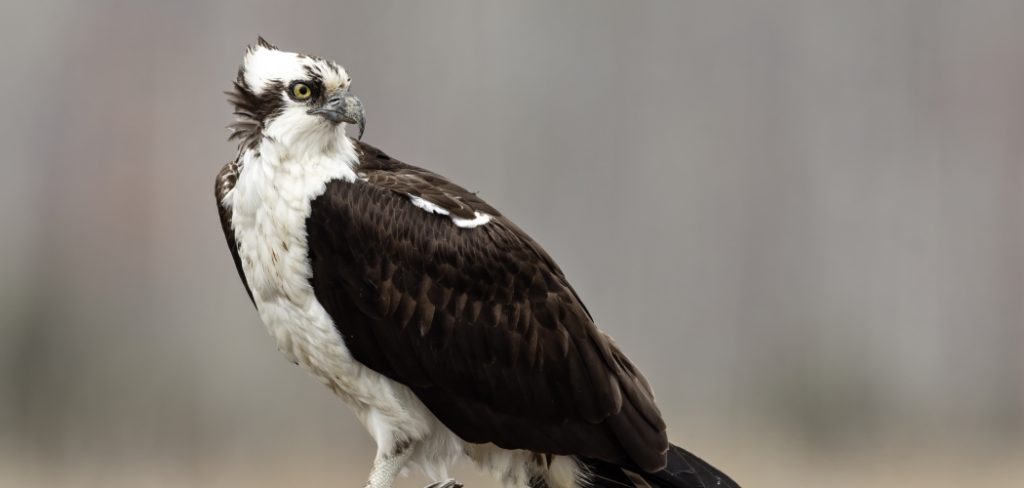 Osprey Spiritual Meaning, Symbolism and Totem