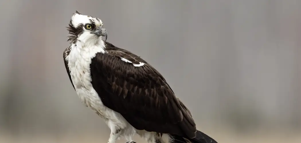 Osprey Spiritual Meaning, Symbolism and Totem