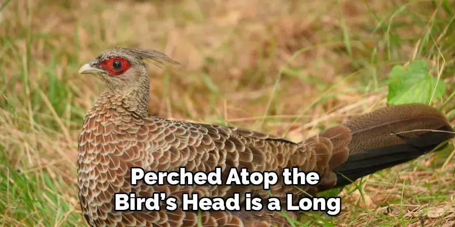 Perched Atop the
Bird’s Head is a Long