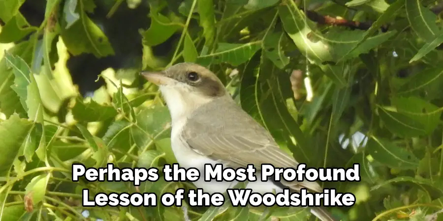 Perhaps the Most Profound
Lesson of the Woodshrike