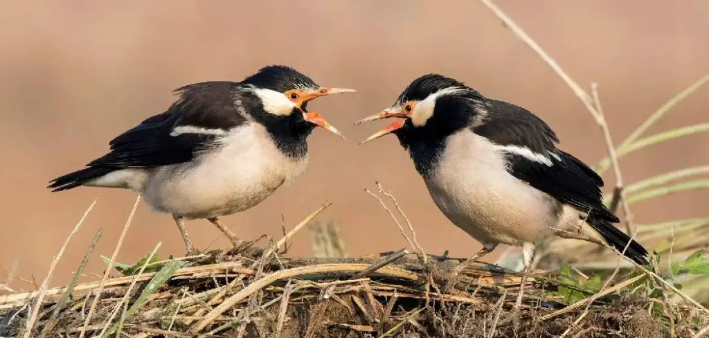 Pied Myna Spiritual Meaning, Symbolism and Totem