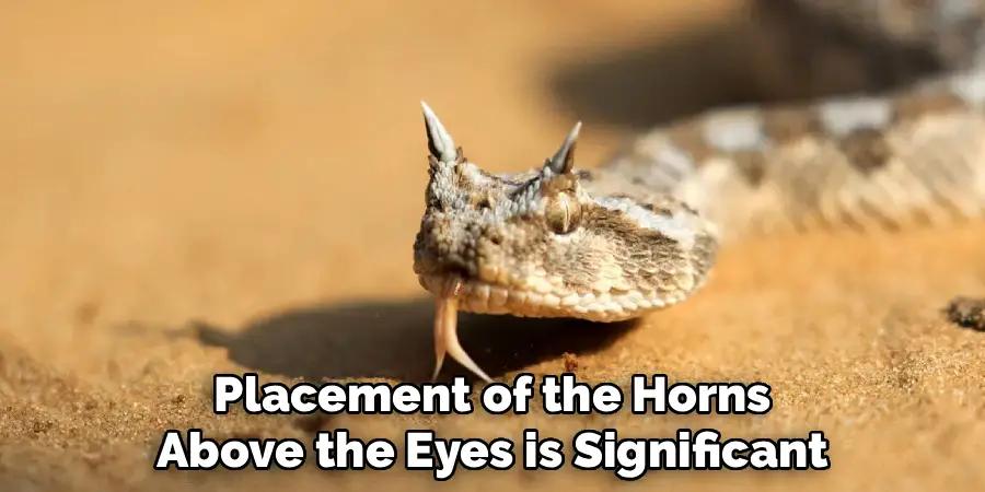 Placement of the Horns Above the Eyes is Significant