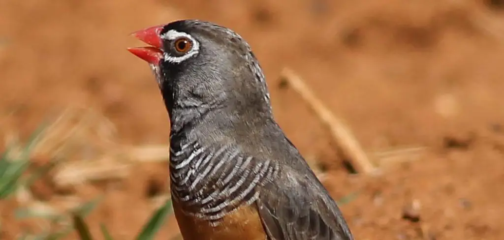 Quailfinch Spiritual Meaning