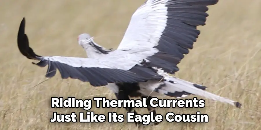 Riding Thermal Currents 
Just Like Its Eagle Cousin