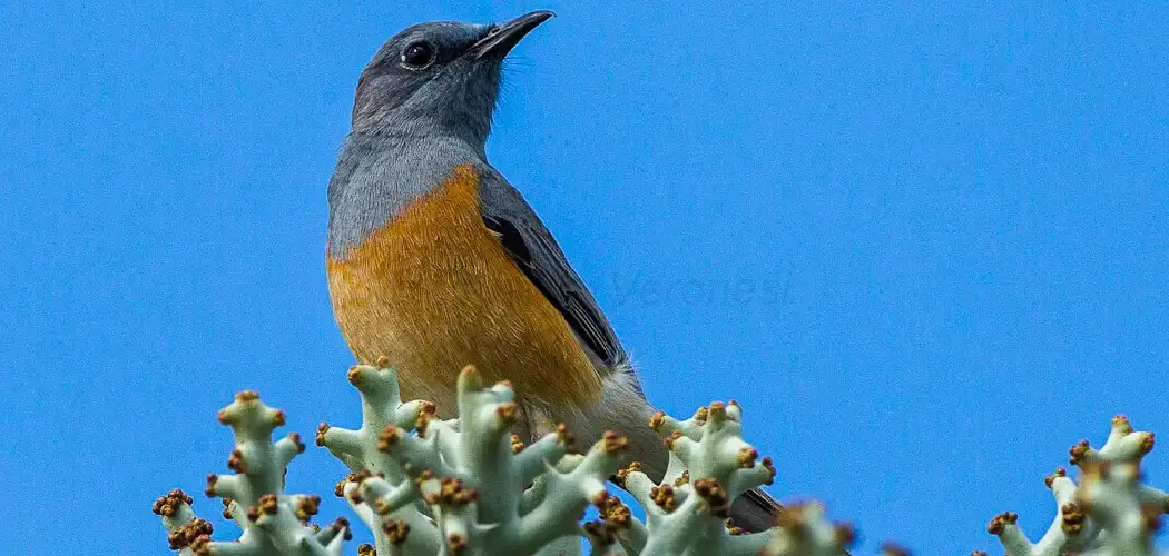 Rock Thrush Spiritual Meaning, Symbolism and Totem