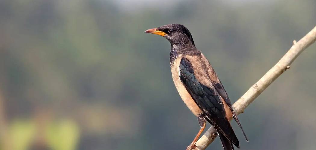 Rosy Myna Spiritual Meaning, Symbolism and Totem