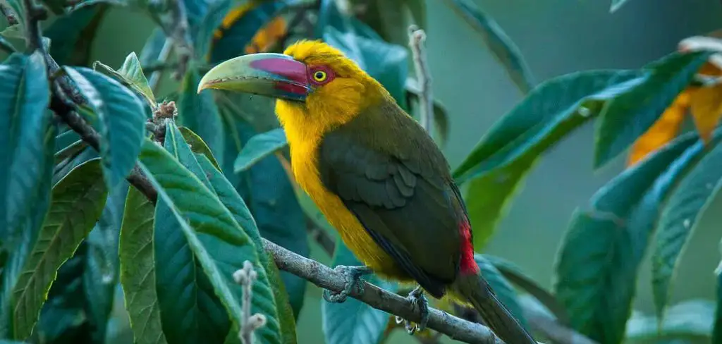 Saffron Toucanet Spiritual Meaning, Symbolism and Totem