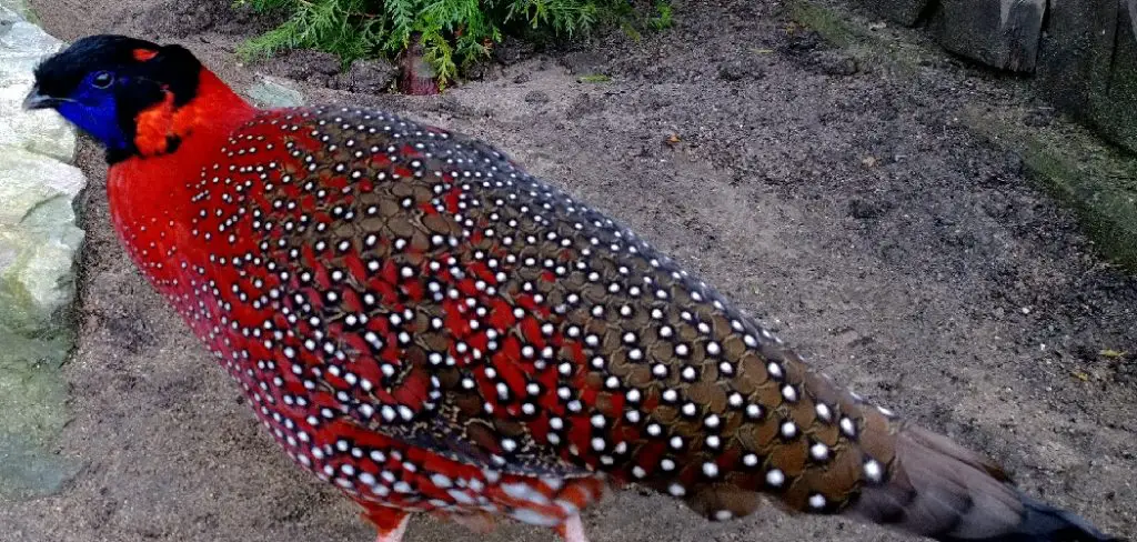 Satyr Tragopan Spiritual Meaning, Symbolism and Totem