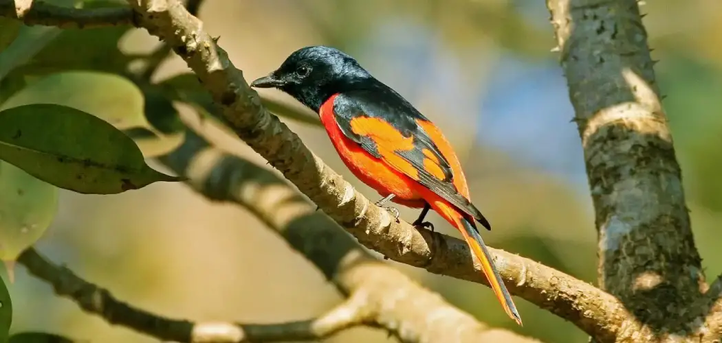 Scarlet Minivet Spiritual Meaning, Symbolism and Totem