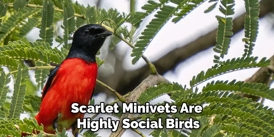 Scarlet Minivets Are 
Highly Social Birds