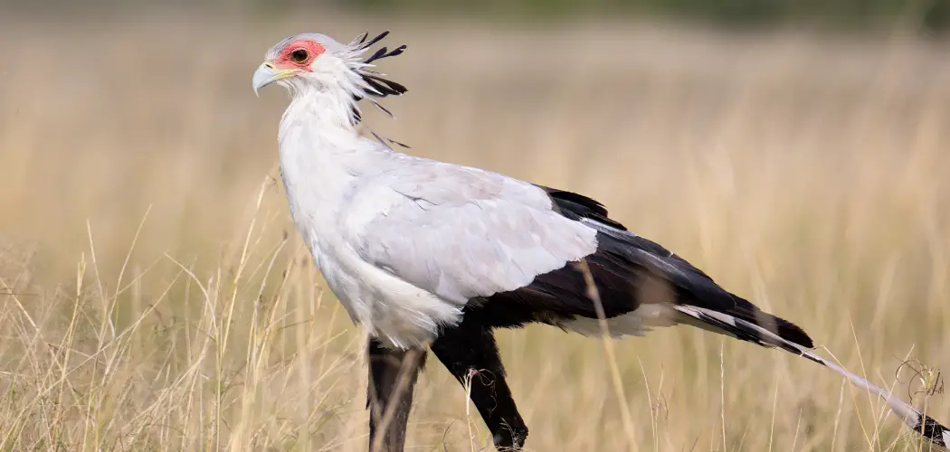 Secretarybird Spiritual Meaning, Symbolism and Totem