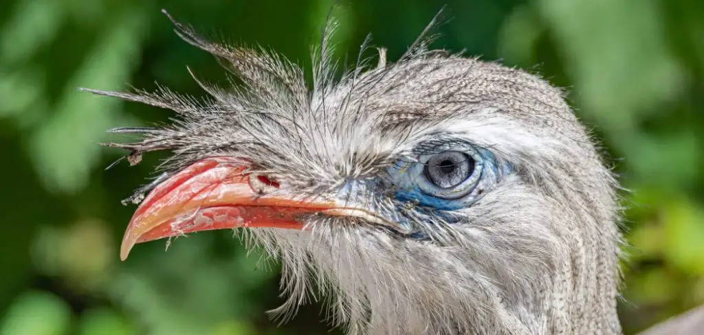 Seriema Spiritual Meaning, Symbolism and Totem