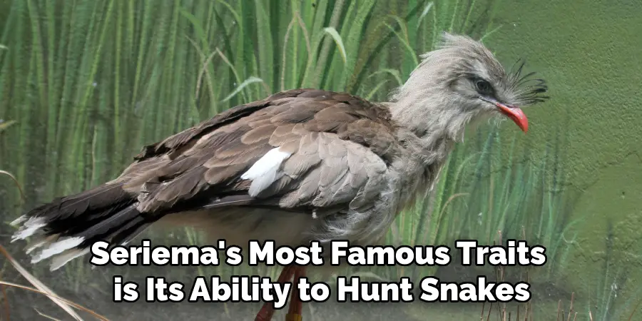 Seriema's Most Famous Traits
 is Its Ability to Hunt Snakes