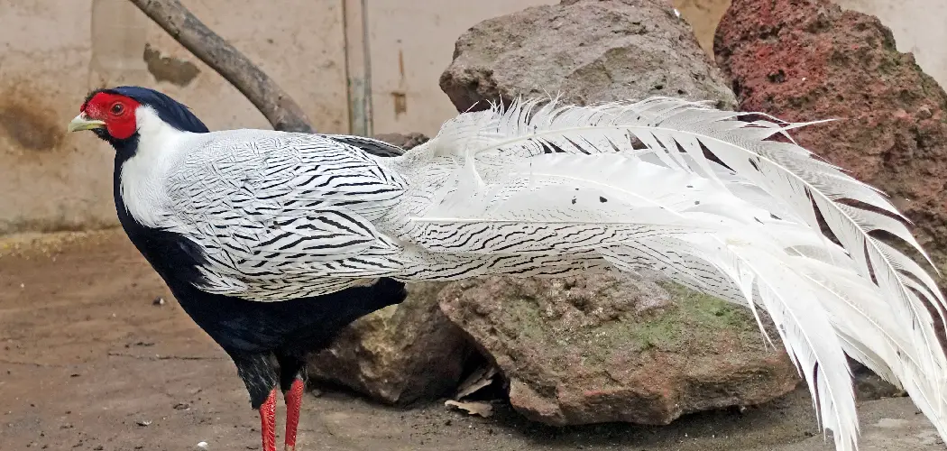 Silver Pheasant Spiritual Meaning, Symbolism and Totem